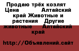 Продаю трёх козлят › Цена ­ 3 000 - Алтайский край Животные и растения » Другие животные   . Алтайский край